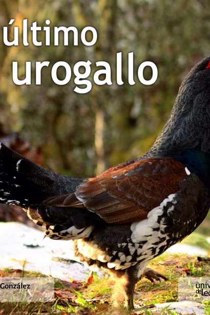 El último urogallo