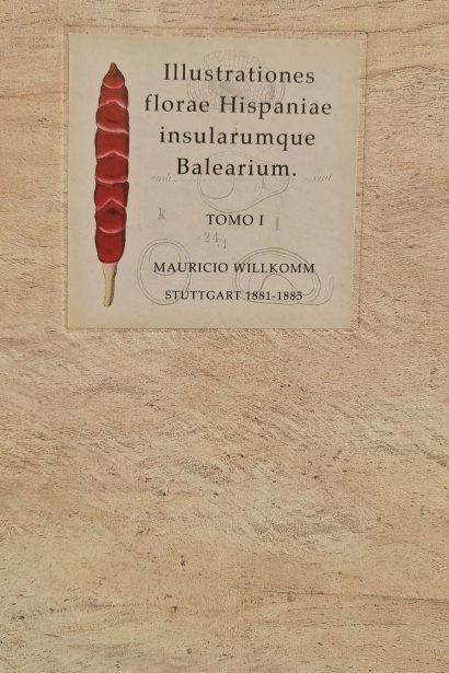 Illustrationes Florae Hispaniae Insularumque Balearium. Tomo I